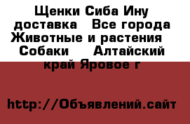 Щенки Сиба Ину доставка - Все города Животные и растения » Собаки   . Алтайский край,Яровое г.